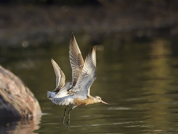 Punakuiri, Bar-tailed Godwit, Limosa lapponica
